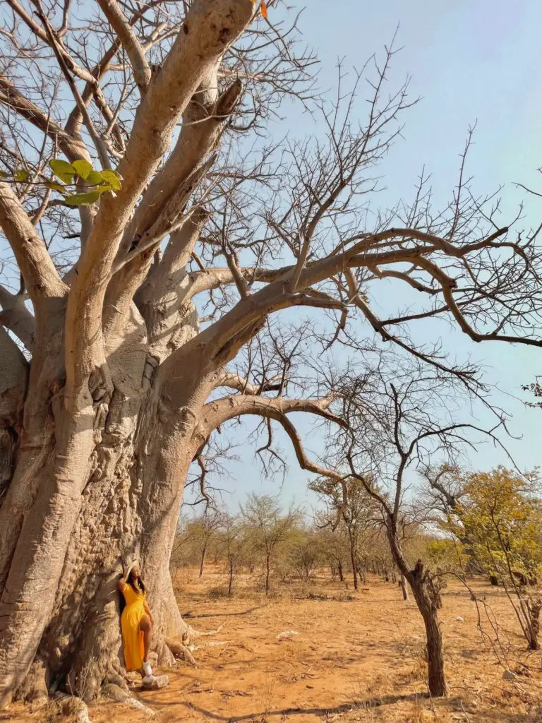 Baobab trees in Thohoyandou Limpopo