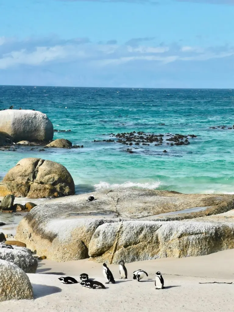 View of penguins at Boulders Beach