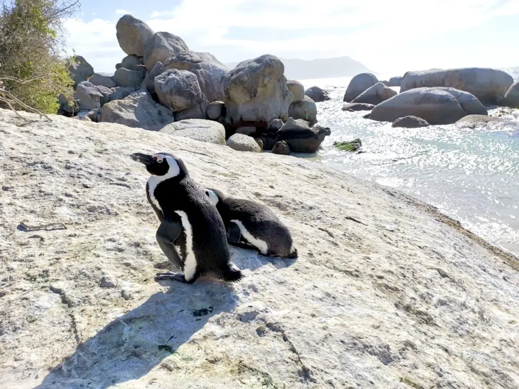 Close up of two African penguins