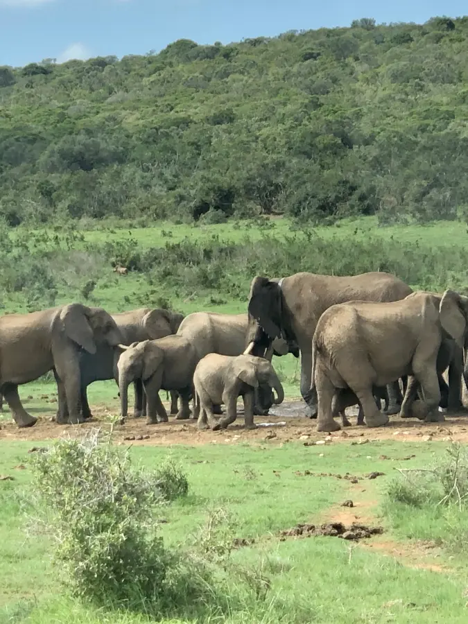 Elephants at Addo Elephant Park, Eastern Cape