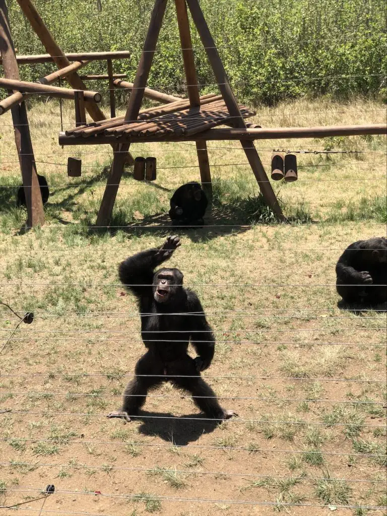 chimpanzees at Jane Goodall Chimp Eden Nelspruit