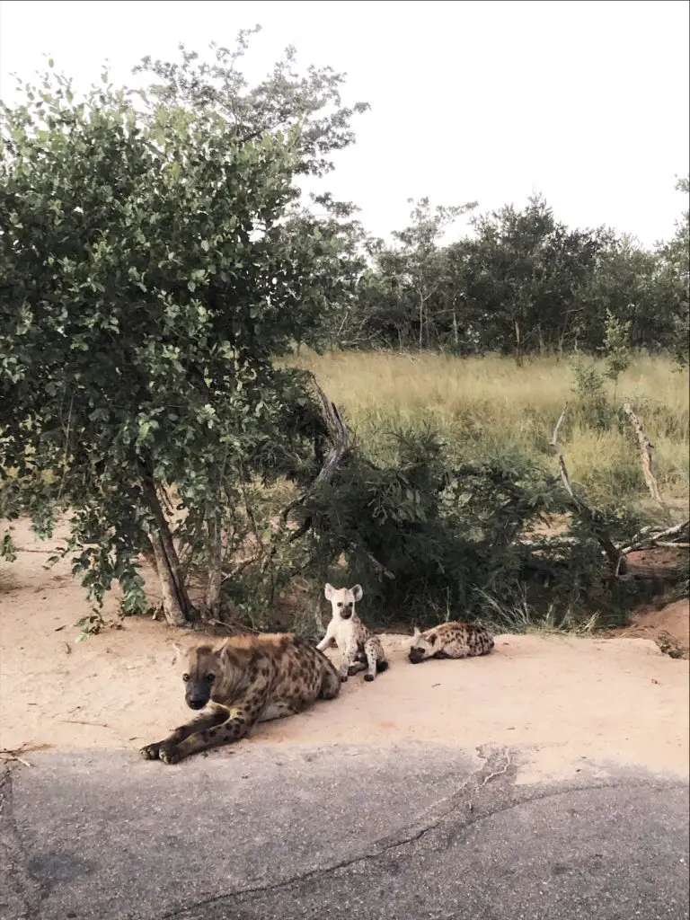 Hyena family at Kruger National Park