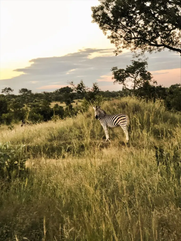 Zebra at a Gauteng safari