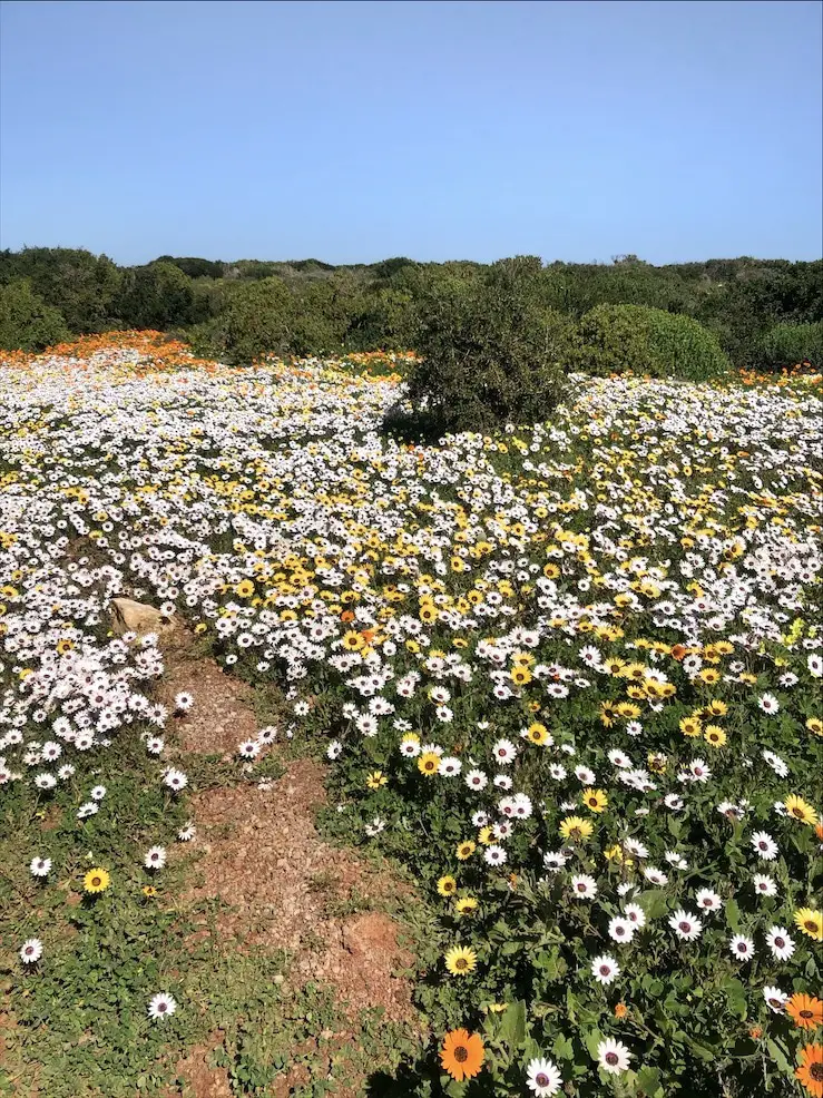 Flowers at West Coast National Park