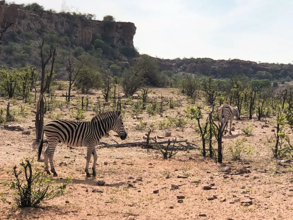 Zebra at Mapungubwe National Park