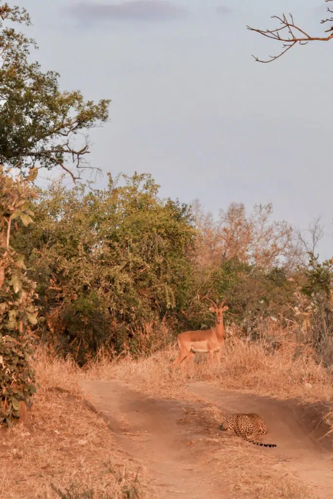 Leopard stalking impala at Jock Safari Lodge by Gophari