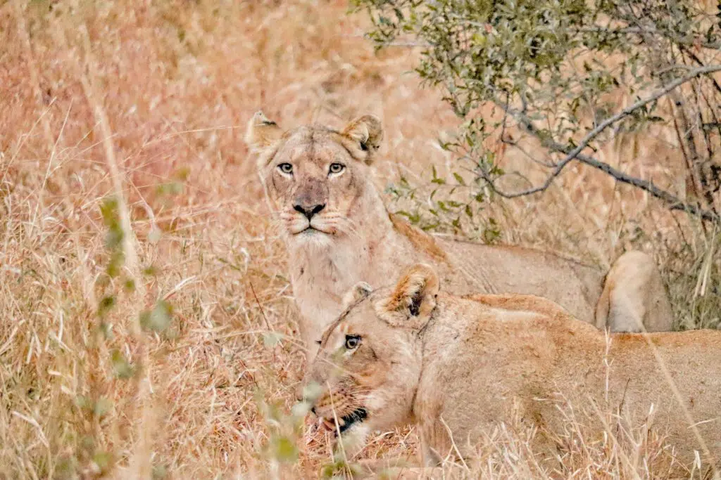 Lions at Jock Safari by Gophari